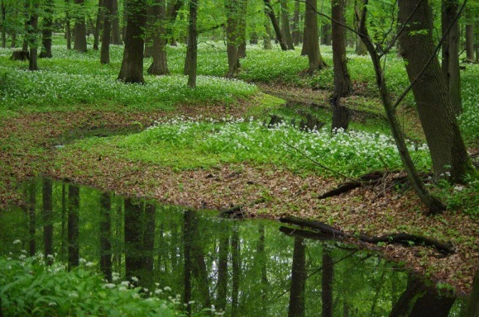 Národní přírodní rezervace Polanská niva